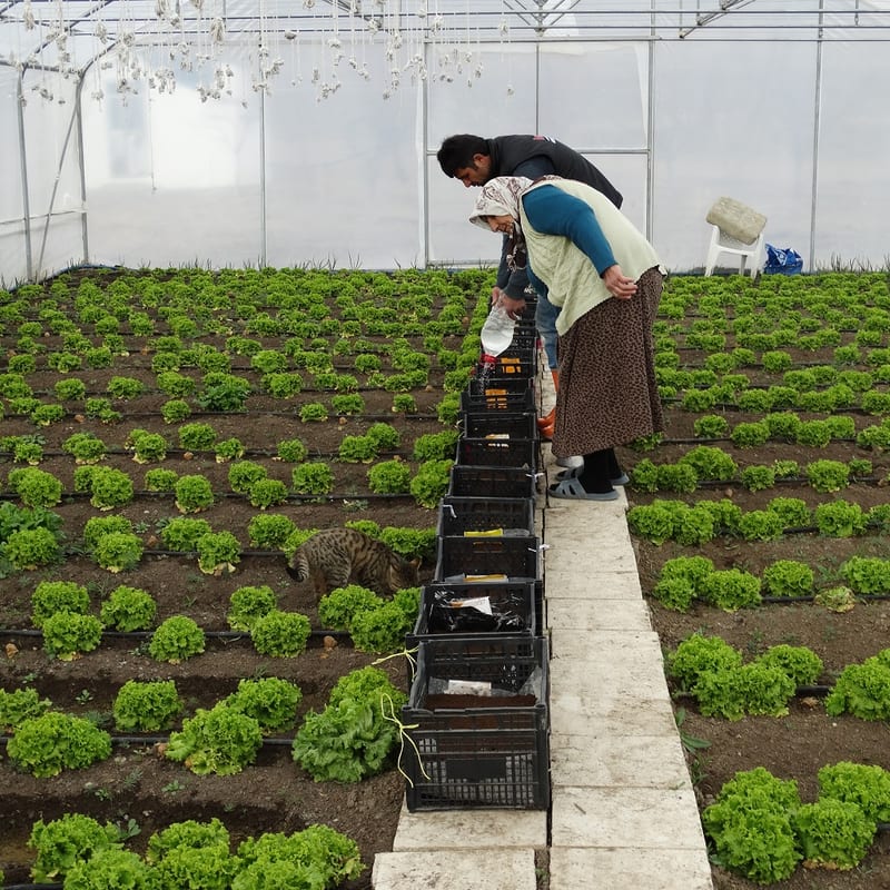 agriculture